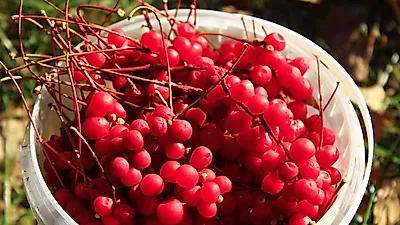 몸에 좋은 '오미자' 맛있게 먹을 수 있는 오미자청 만드는법은?