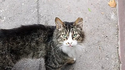 길 잃은 고양이, 건강하게 입양하는 법