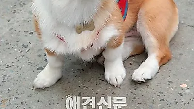 [포토] "이 정도는 입어줘야죠", 2015 대구펫쇼