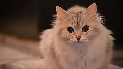 호주서 야생고양이 접근 방지 울타리 건설