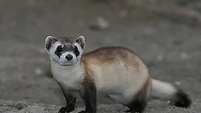 개와 고양이의 장점을 합치면? 바로 페럿!