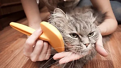 반려묘의 털과 발톱 관리하기