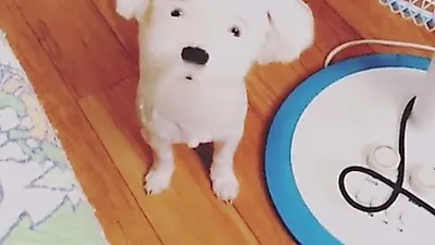샤넌 반려견 체리, 인형 같은 비주얼 '심쿵'