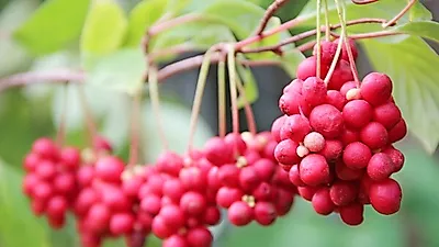 간에 좋은 음식 '오미자', 피로개선 효과까지 보여 다양한 오미자 효능과 따라오는 오미자 부작용은?