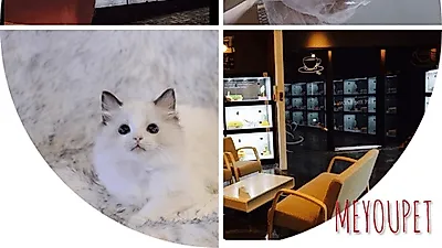 부산고양이분양&강아지분양 전문 "미유펫" 합리적인 분양가 이벤트로 이목 집중