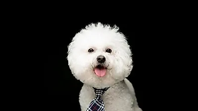 '헬멧 머리'가 귀여운 비숑프리제, 분양 전 기억할 것들