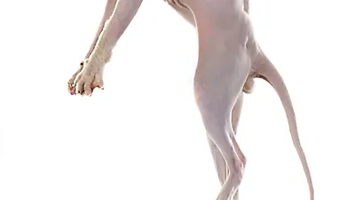 고양이도 관절염에 걸린다