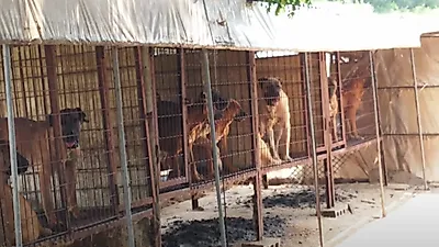 울산서 동물학대 사건 강력 대응할 '동물전담경찰관' 나온다