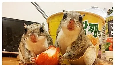 [어린이날 선물] 세종대왕이 늦둥이 막내아들에게 준 선물은 하늘다람쥐?