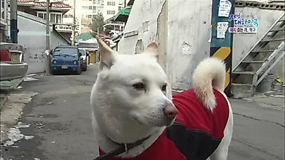 폐지 줍는 할머니 곁 지키는 진돗개 백구, "자식인데 버리면 안 되지"