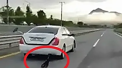 [사건] 전북서 50대 운전자 강아지 매달고 도로 질주…경찰 조사 착수