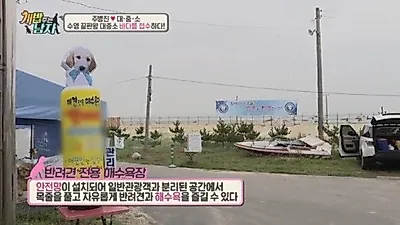 '개밥주는남자' 대중소가 수영 즐긴 그 곳 '반려견 전용 해수욕장'