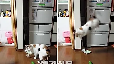 "오이가 무서운 게 아니었다." 고양이 진실규명