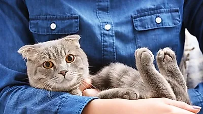집고양이만 야옹? 고양이 울음소리의 모든 것