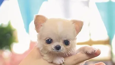 장모치와와, 마르티즈, 포메라니안 등 소형 강아지분양전문 애견샵 베이비몽