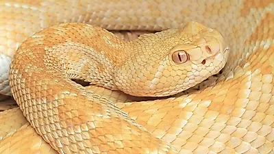 마당의 불청객, 뱀 쫓는 방법