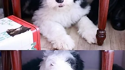 버리기 아까워서 먹었다는 '익산 애완견 취식 사건'