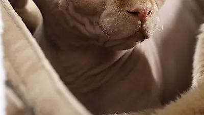노년기 반려묘를 위한 식단 규칙 6가지