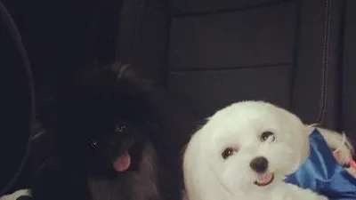 최정윤, 어둠 속에 묻힌 반려견 탄이 "탄아 오딨니"