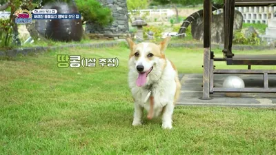 Una pareja en una casa de campo en Yeoju convive con 8 mascotas, incluyendo un caballo llegado de Gyeongju y un suricato