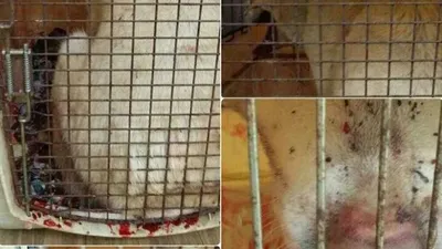 유기견 보호소 자원봉사, 안전대책 시급..