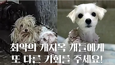박소연 케어 대표, 후원금 20억 낼름하고 반려견 죽인 이유에 "공간이 좁아서".. 책임회피 답변만