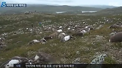 노르웨이서 순록 323마리 떼죽음 '원인은 고압전류'