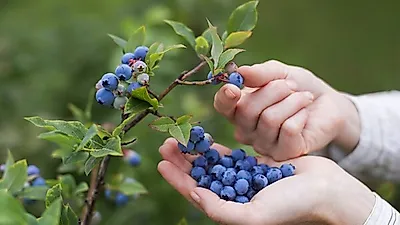 올망졸망 블랙푸드의 대명사 '블루베리' 효능·부작용 및 보관법, 블루베리 100g 칼로리 낮지 않다! 블루베리 우유 황금 레시피 소개