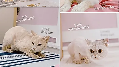 털 날림이 고민인 집사들을 위한 고양이 무마취 미용, 인천 반려동물 미용 '야옹아놀자'고양이호텔 이용 가능