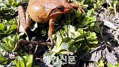 국립공원 내 로드킬 '개구리' 가장 많아, 다행히 매년 감소 추세