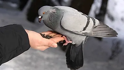 애완조류에게 치명적인 질병, 폴리오마 바이러스 예방법