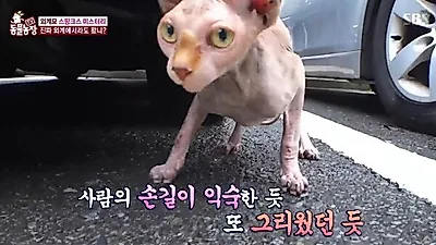 스핑크스 고양이 가격은?..다양한 영화 출연 이력 관심