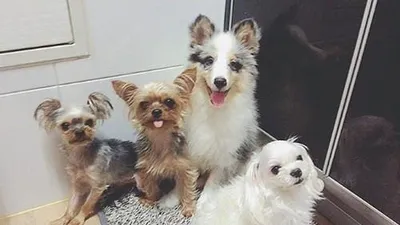 고원희 반려견, 옹기종기 모여 앉은 채 "포즈 취하개"