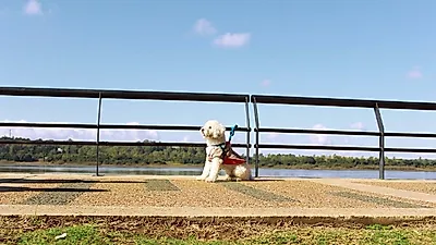 연기견(犬) 브루노, 최고의 송곳니 연기로 '팜 도그 상' 받다