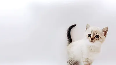 고양이 분양 업체 ‘제나캣’ 최대 80% 분양가 할인