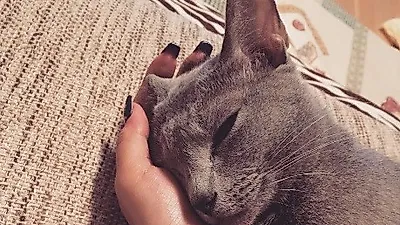 효린 반려묘 리노, 인형 같은 자태 '심쿵'