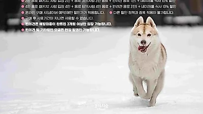 반려견과 겨울 산책 즐기기… 강아지숲, 온라인 패키지권 할인