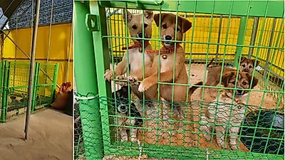 악질 중 '악질'이던 구례 유기견보호소, 군 직영되자 탈바꿈 해