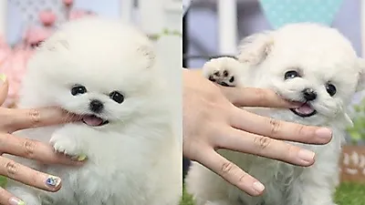 애견분양샵 베이비몽, 강아지 포메라니안, 비숑프리제 분양 가격보다 외모 중요