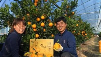 경주시, 지역특산물 '신라봉' 설맞이 본격 출하