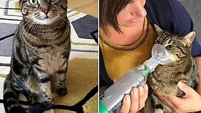 천식을 앓고 있는 고양이 '단순 기침 아니였다'