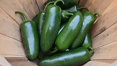 피클로 많이 먹는 멕시코 고추 '할라피뇨(jalapeno)' 만드는 법은?