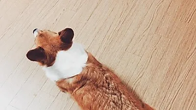 백현 반려견, 앙증맞은 두 귀와 발바닥 "모델시킬까"