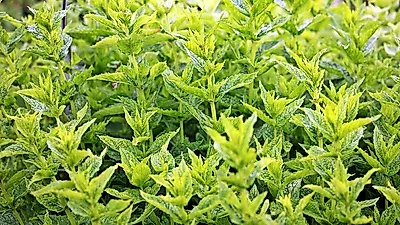 위를 튼튼하게 하고 땀을 배출시키는 허브 '페퍼민트(Peppermint)', 카페인은 어느 정도?