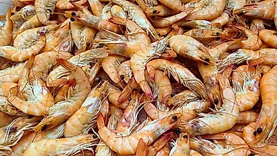 지금 먹어야 맛있게 먹는…다양한 효능과 부작용 레시피 A to Z  '맛도 영양도 챙기려면'…제철맞은 '대하 소금구이'
