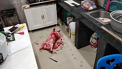 피 흘리고(?) 쓰러져 주인 심멎하게 만든 댕댕이