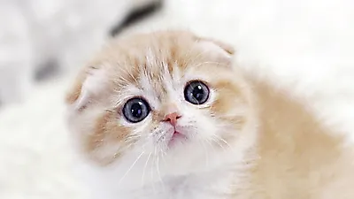 고양이 분양샵 ‘가필드고양이’ 합리적인 분양가 선보여