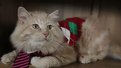 [고양이의 비밀]고대 이집트에서 신성시되던 고양이