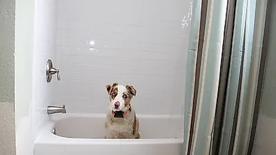 반려동물 최신 트렌드, 고양이 파티오와 강아지 샤워실 '대인기'