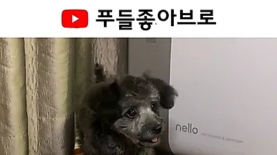 유튜브 ‘푸들좋아브로’ 애견 수제간식 소개, 요리법 공개